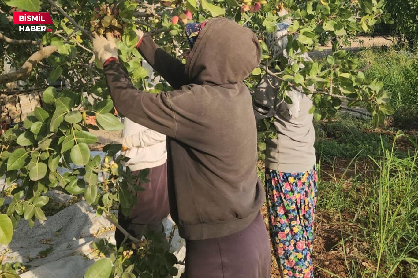 Diyarbakır Fıstığı hasat 2