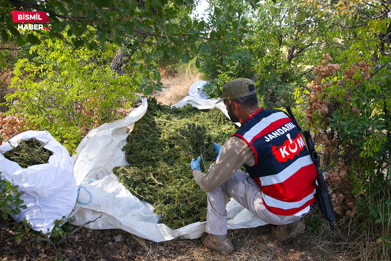 Diyarbakır’da 2 ton esrar ve 13 milyon kenevir bitkisi ele geçirildi 4