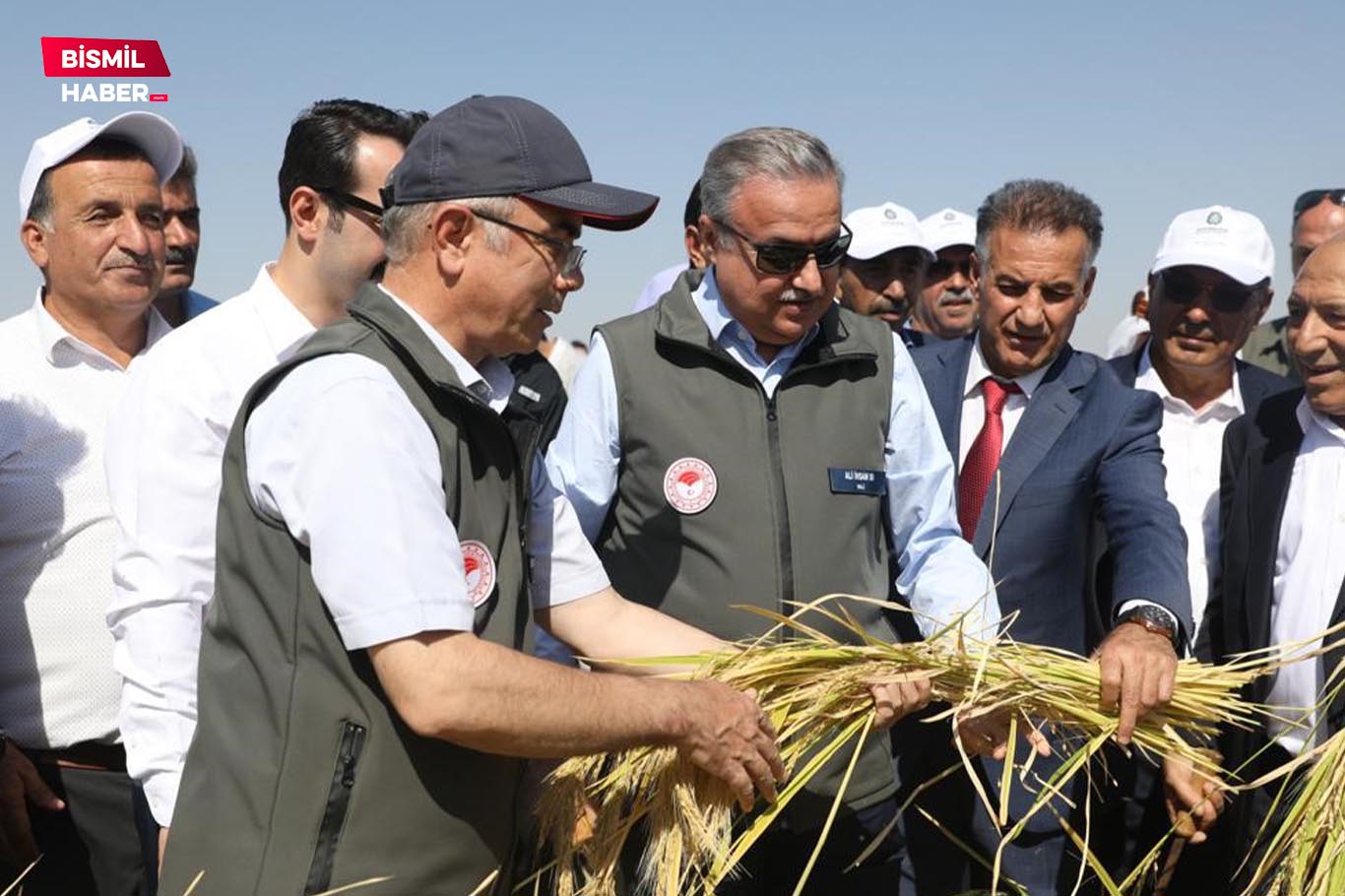 Tescilli Karacadağ pirincinin hasadına başlandı 1