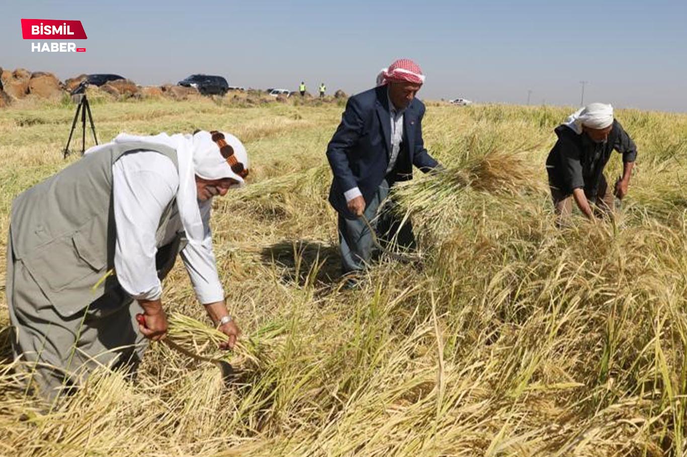 Tescilli Karacadağ pirincinin hasadına başlandı 3