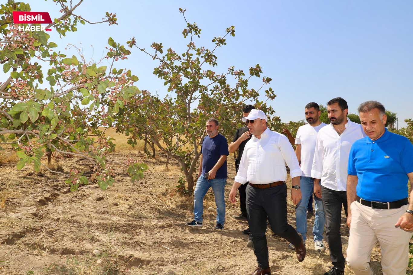 Bismil'de fıstık hasadı başladı 1