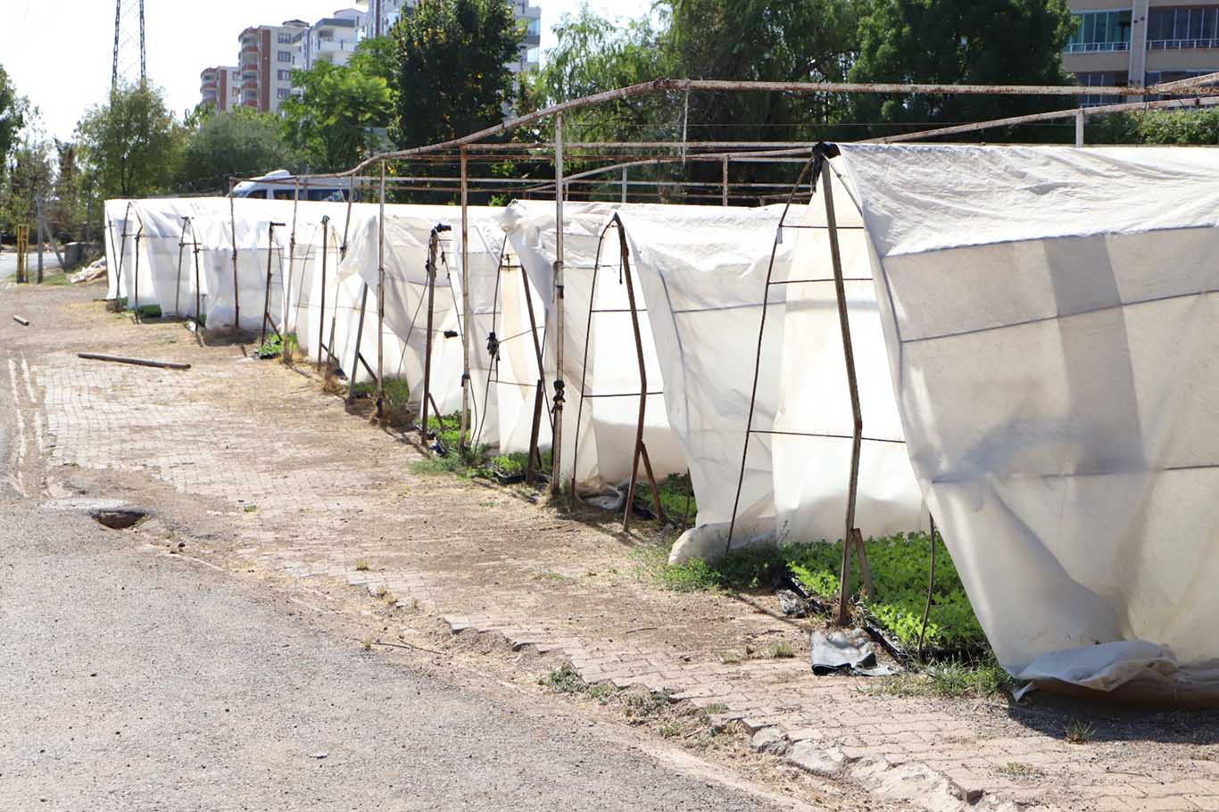 Diyarbakır kışın rengarenk olacak 5