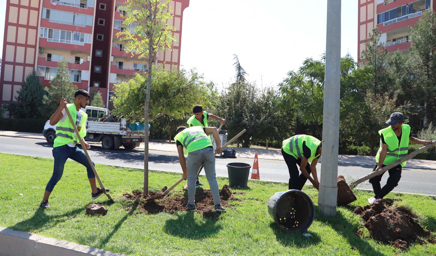 Diyarbakır Yenişehir Pasur Caddesi ağaçlandırma 4