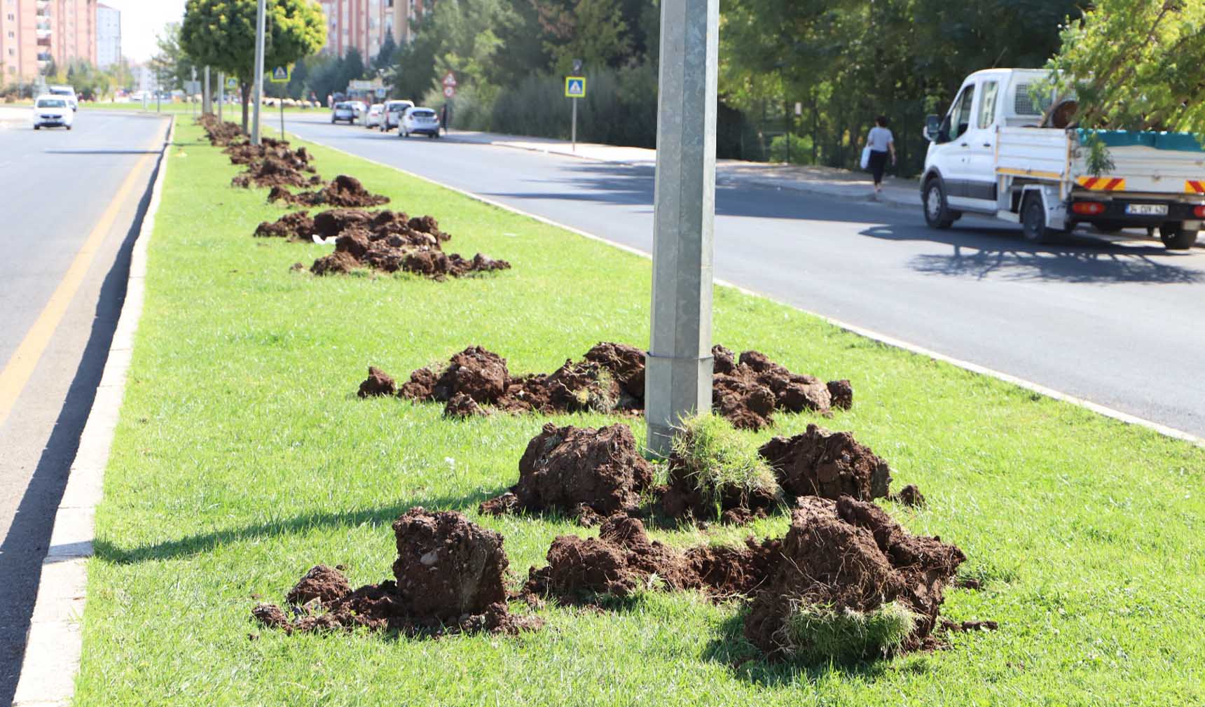 Diyarbakır Yenişehir Pasur Caddesi ağaçlandırma 5