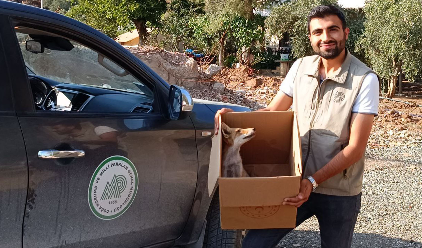 Yolda bulduğu yaralı tilkiyi evine götürerek besledi 1