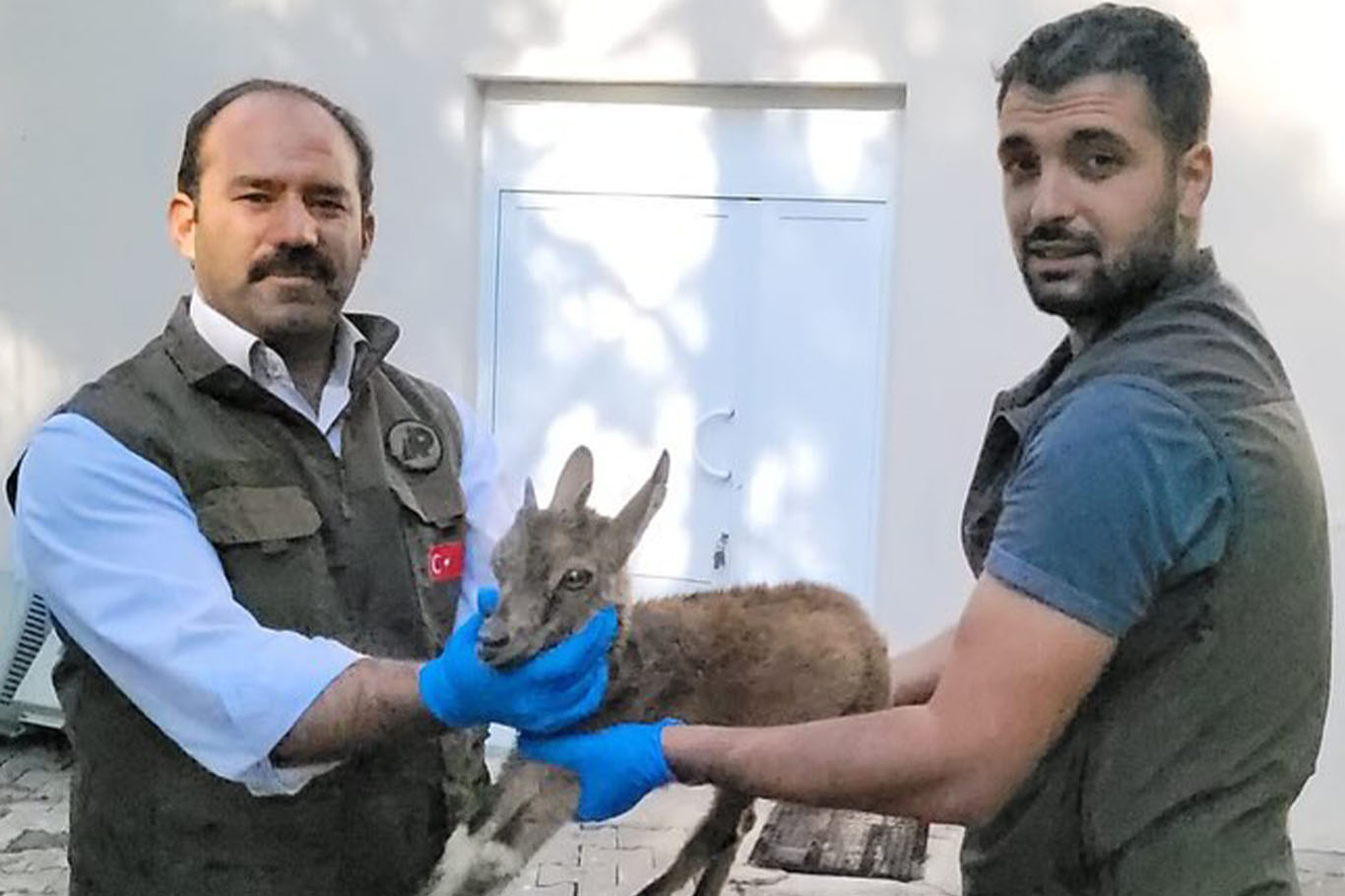 Yorgun halde bulunan yavru dağ keçisi koruma altına alındı 2