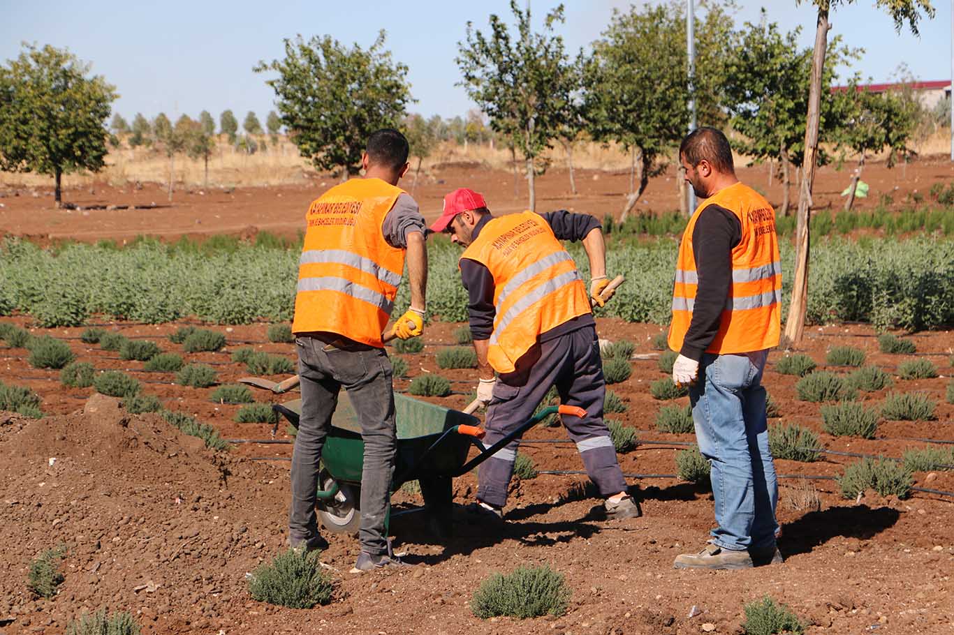 Diyarbakır mis gibi kokacak 5