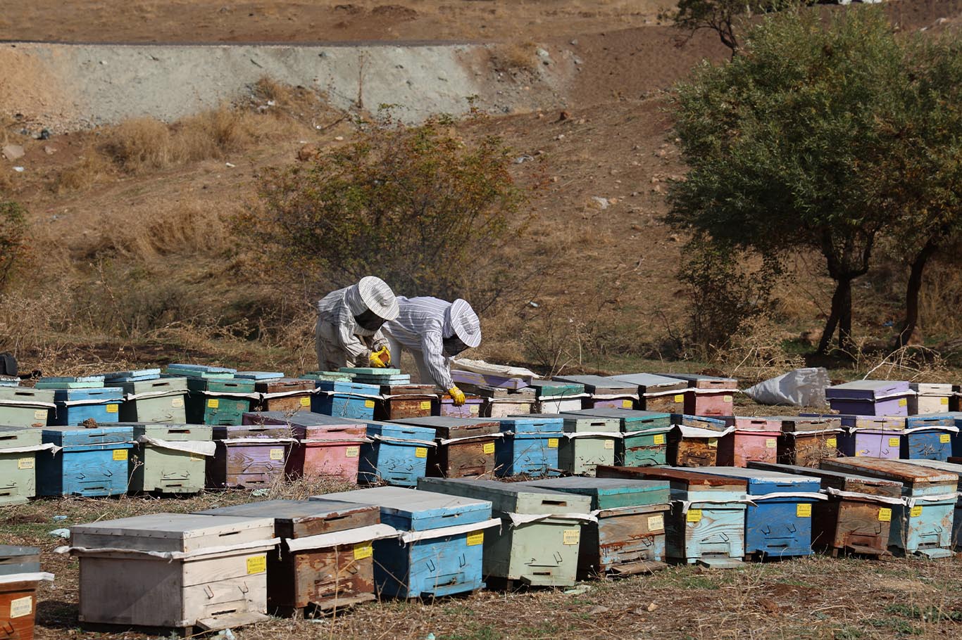 Diyarbakır'da arılar kışa hazırlanıyor 4