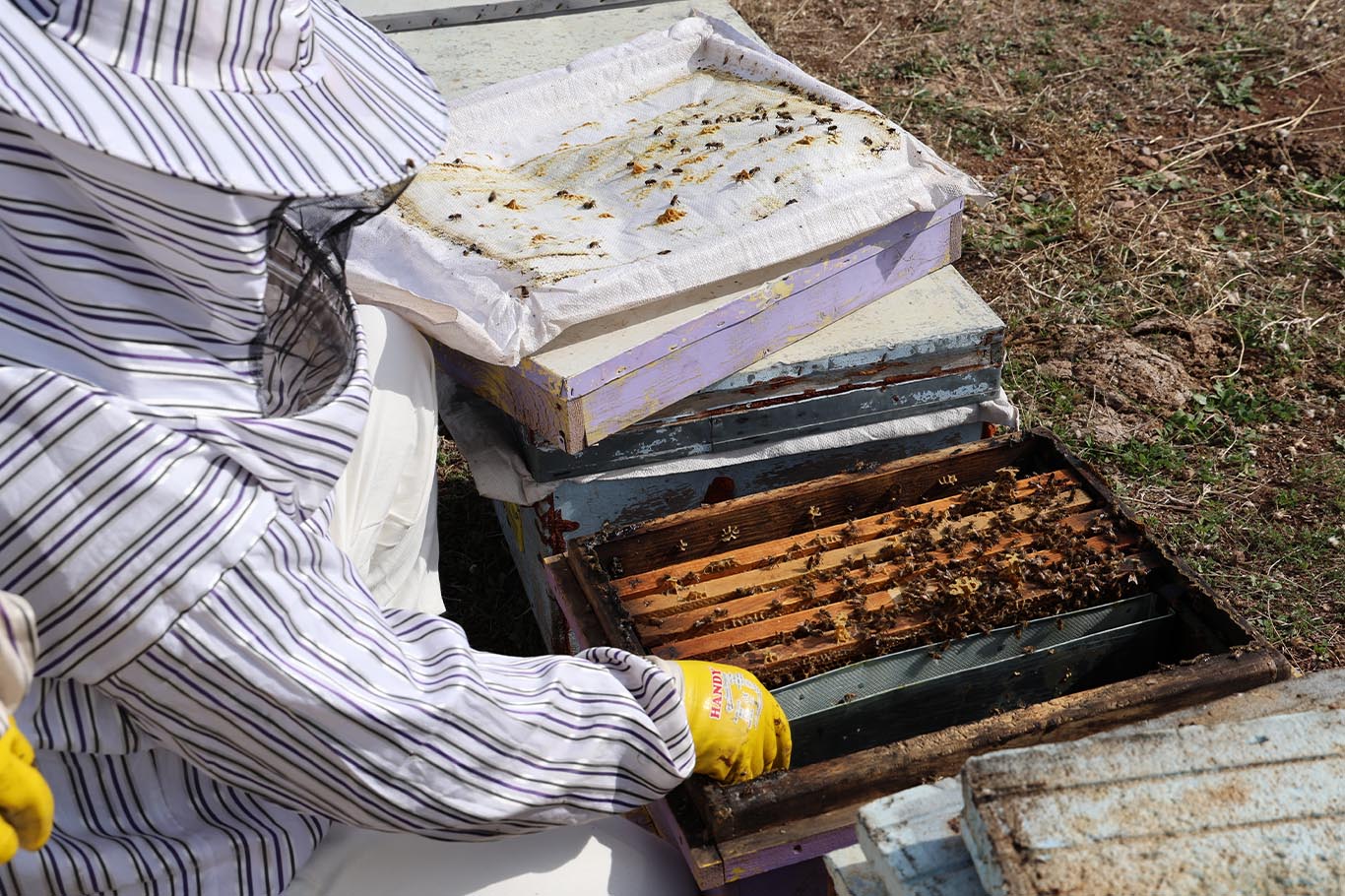 Diyarbakır'da arılar kışa hazırlanıyor 7