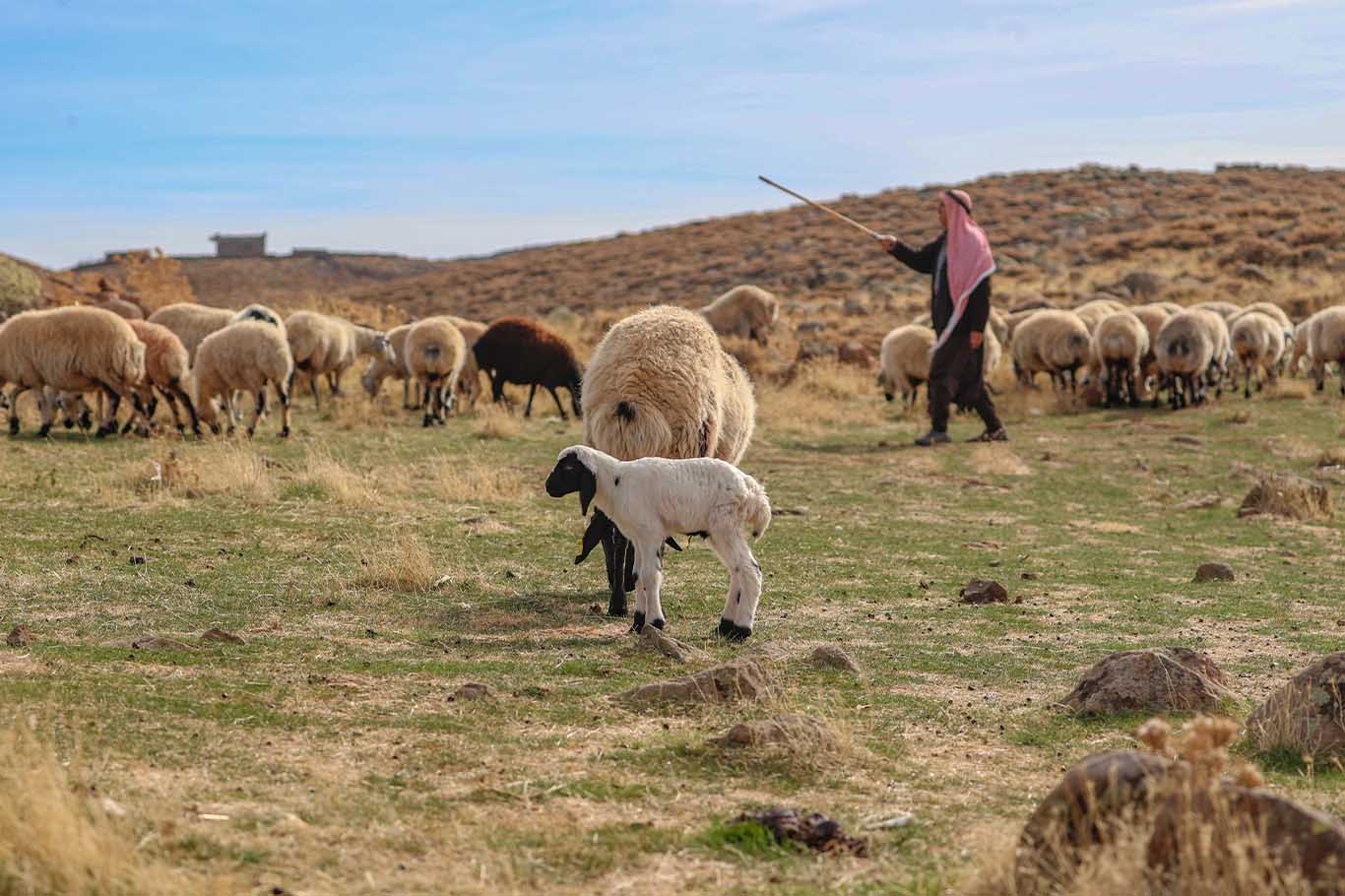 Kuzular yaylada erken doğuyor 8