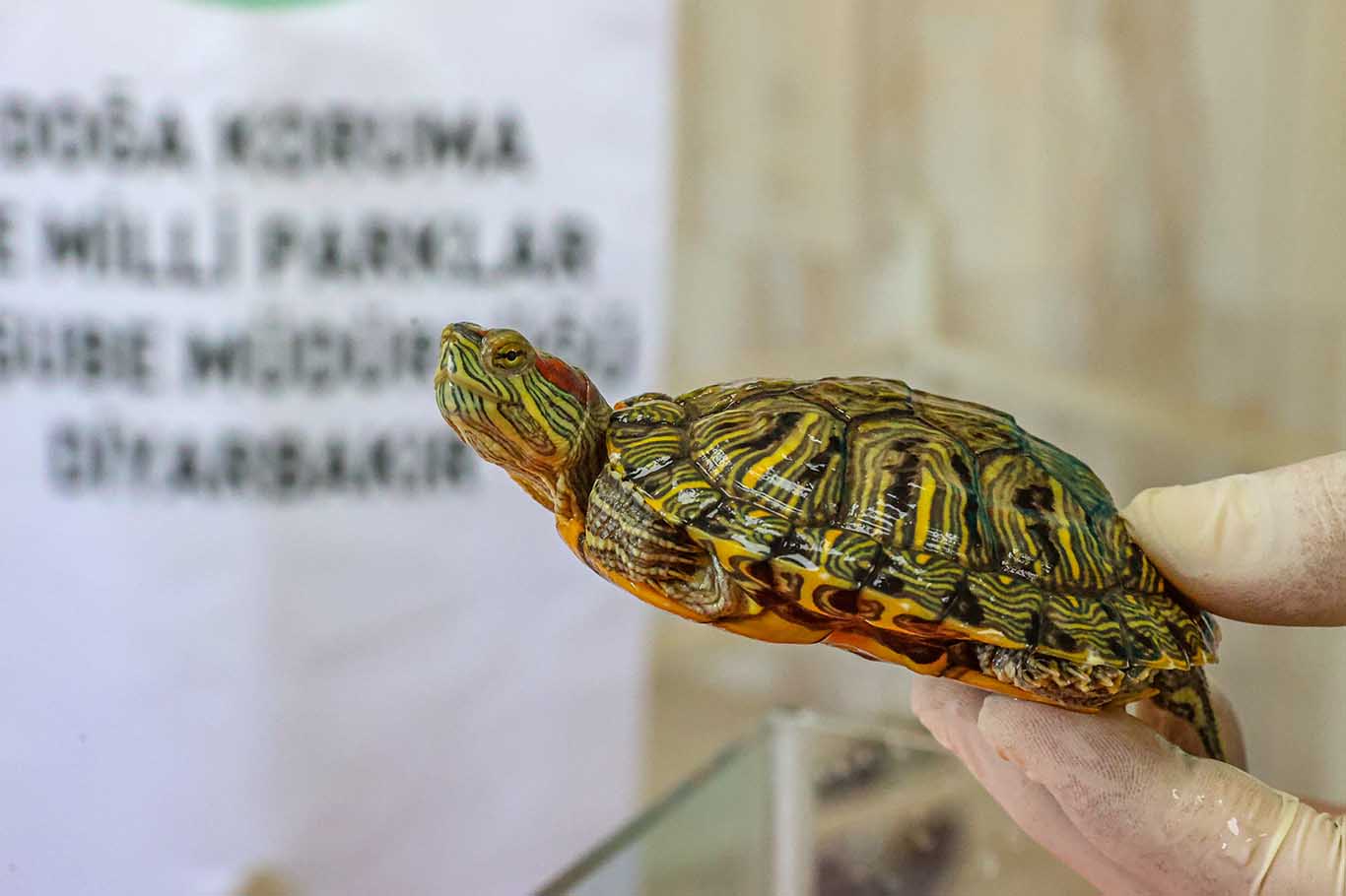 Diyarbakır’da Bulundu, Nesilleri Istila Ediyor