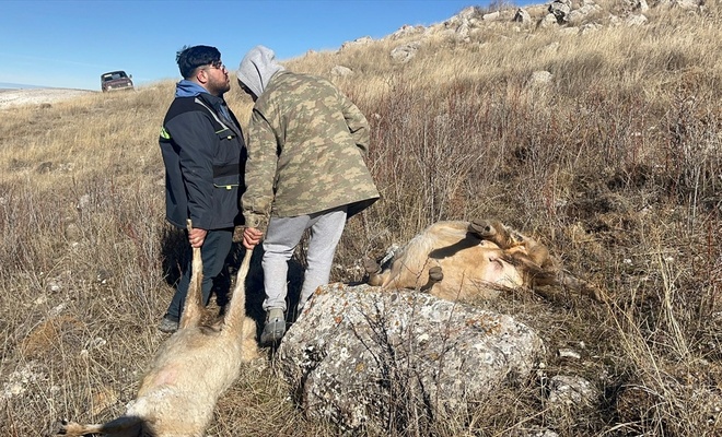 Suruye Saldiran Kurtlar Cok Buyuk Zarar Verdi Daae72F8