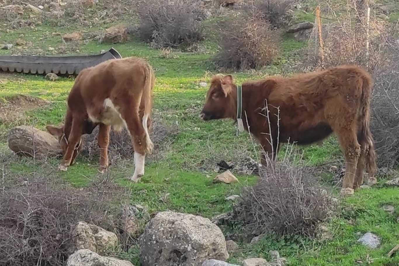 Tarım Ve Orman Bakanlığı’ndan Sığır Başına 4 Bin Lira Destek 3