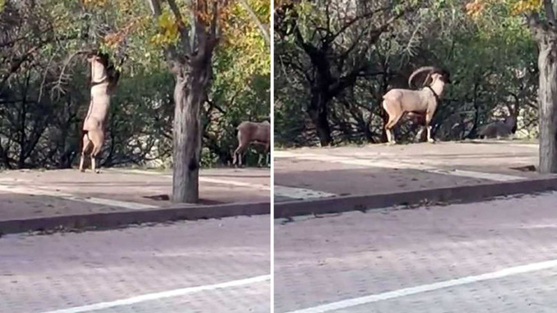 Tunceli’de Şehir Merkezini Mesken Tuttular, Halk Onlara Zarar Vermiyor 2