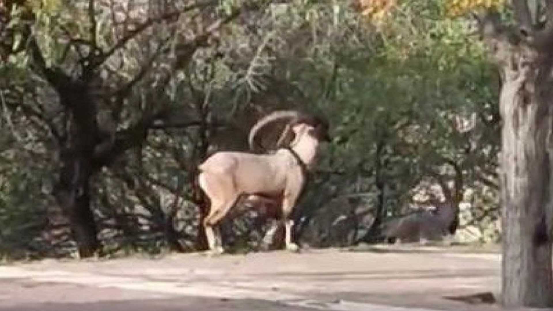 Tunceli’de Şehir Merkezini Mesken Tuttular