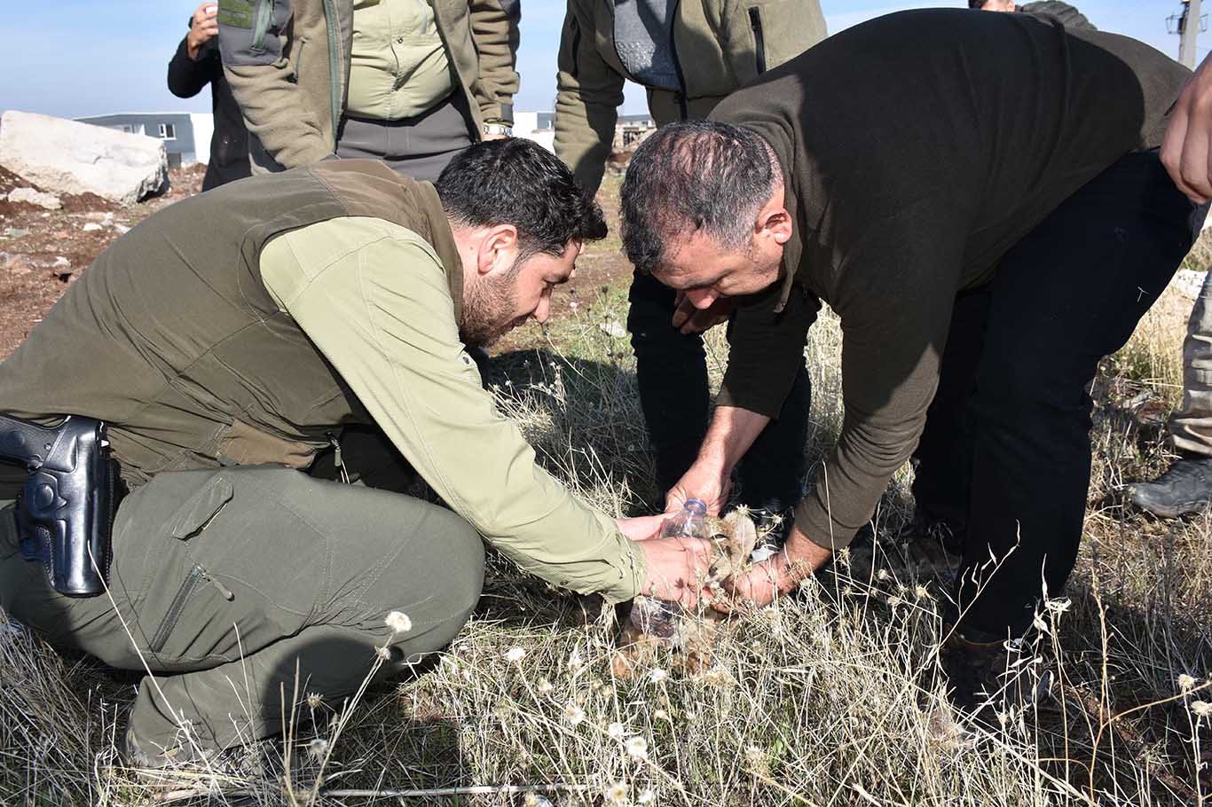 Yol Kenarında Görülen Yavru Aslan Bitkin Halde Bulundu 2