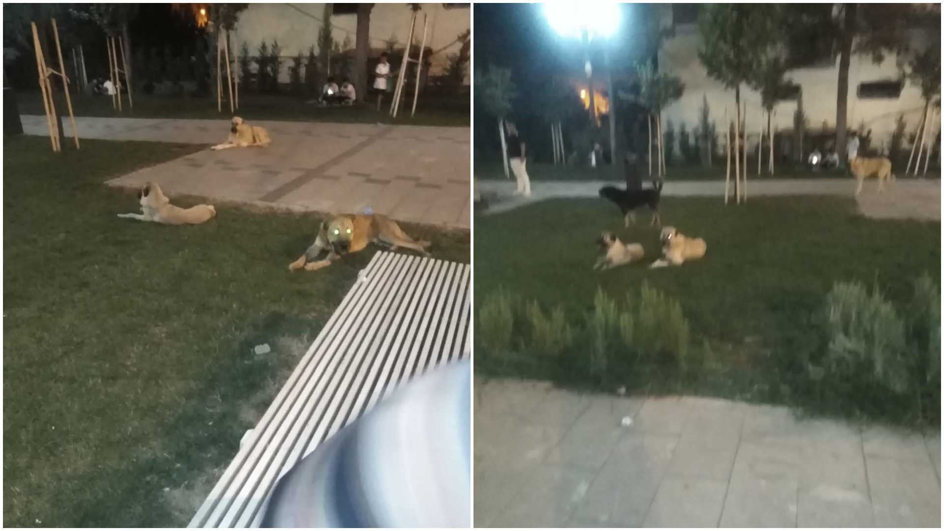 Bismil’de Sayıları Çok Fazla Başıboş Köpek Sorunu Nasıl Çözülecek 2