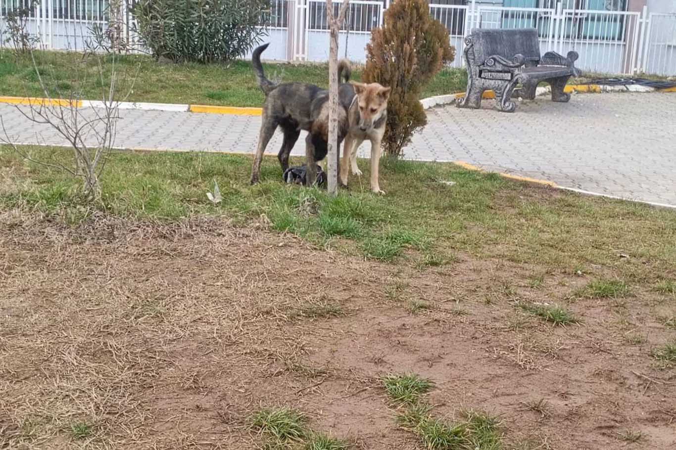 Diyarbakır'da Otoparka Ait Köpeğin Saldırısına Uğradı 3