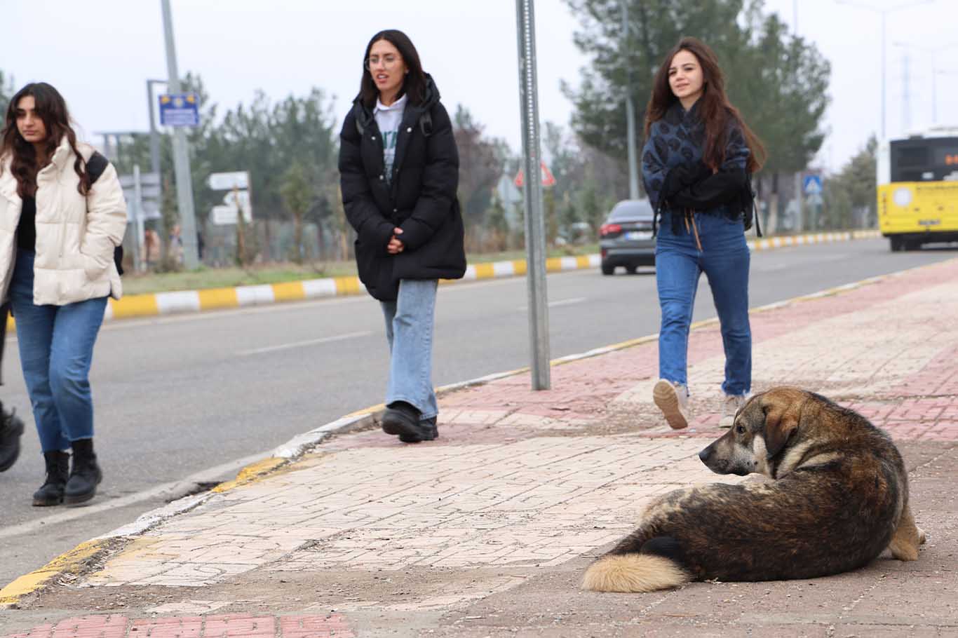 Diyarbakır’da Sokak Köpekleri Için Uyarı 2