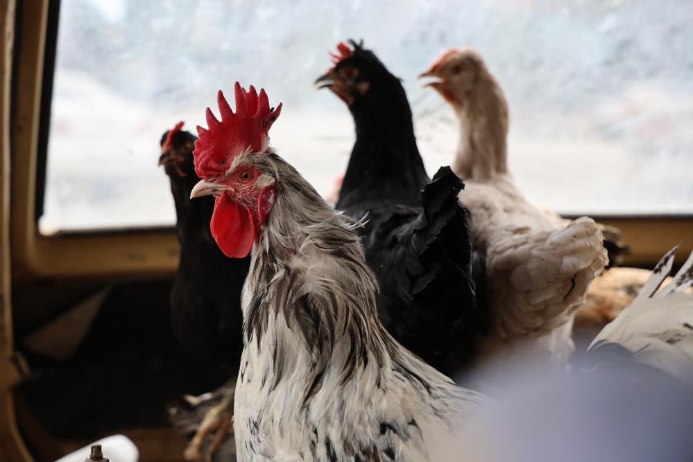 Gezen Tavuk Olması Için Tavuklarını Otomobille Gezdiren Çiftçi