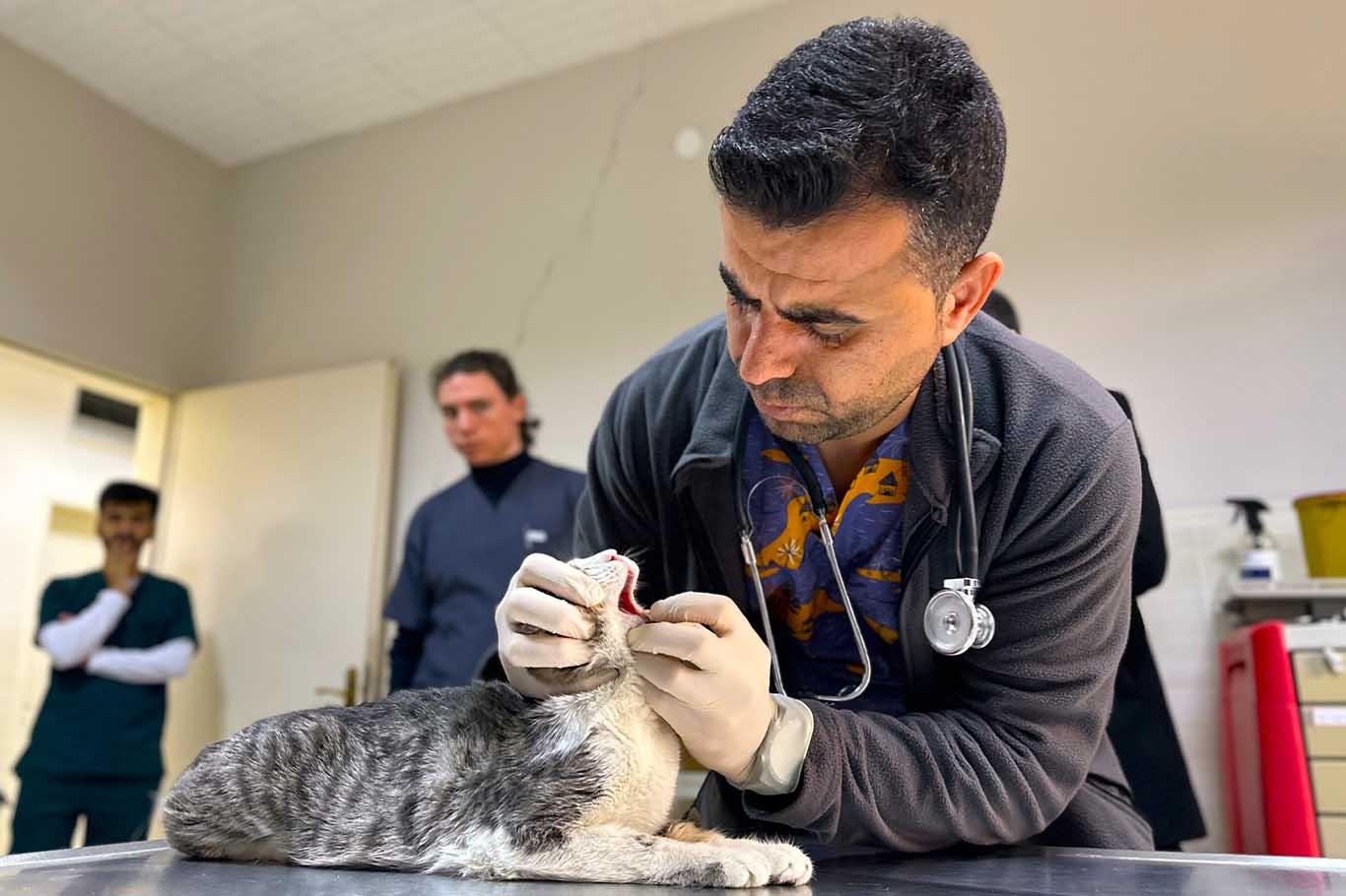 Diyarbakır’da Hayvan Hastanesinde Yoğunluk 6