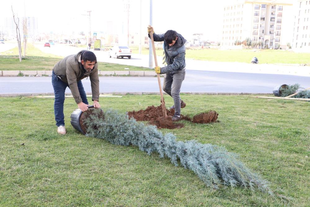 Diyarbakır’da Yeni Imar Alanlarından Olan Caddede Ağaçlandırma