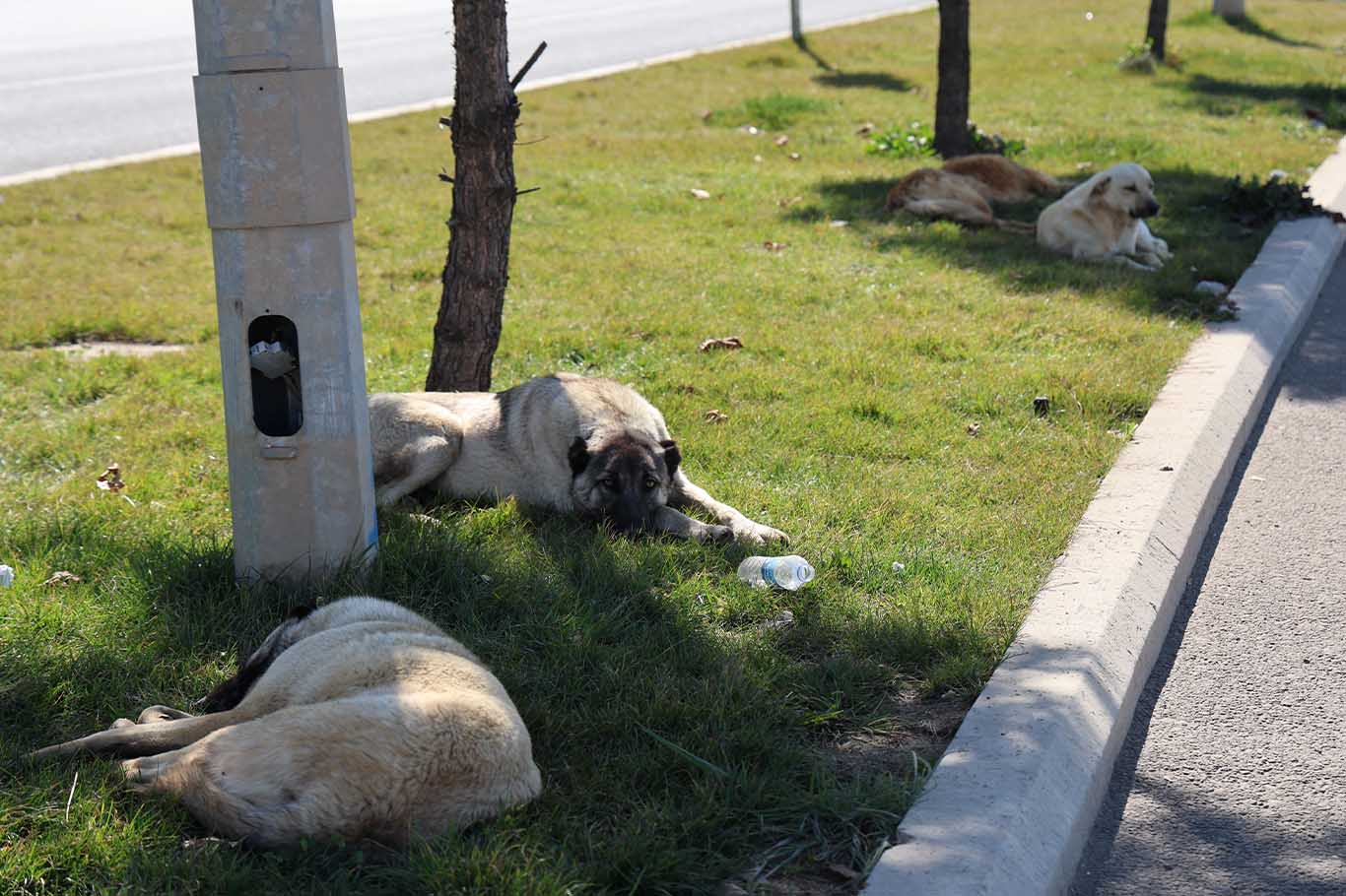 Diyarbakır’da Köpek 1 Günde 8 Kişiyi Isırdı 2