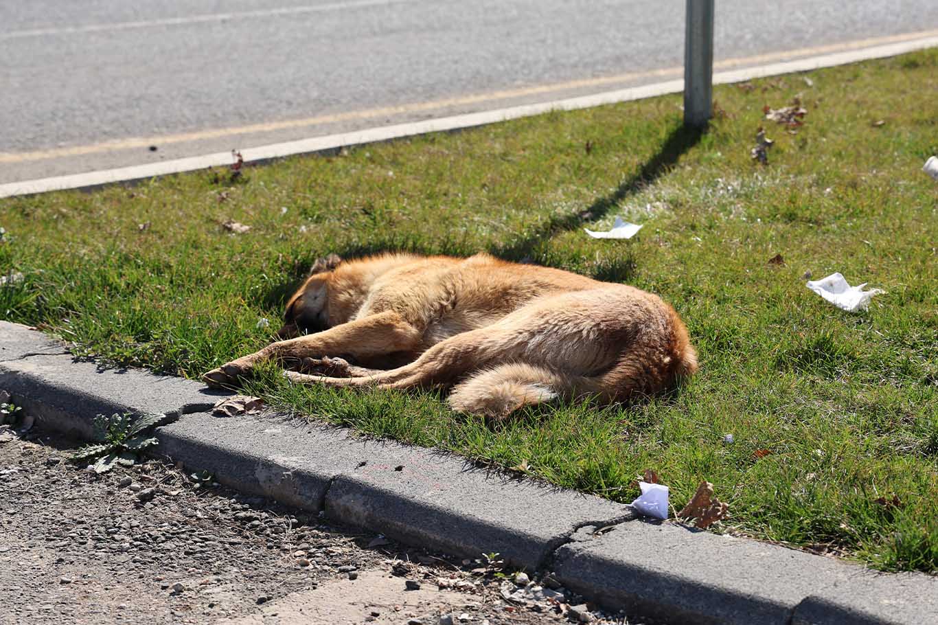 Diyarbakır’da Köpek 1 Günde 8 Kişiyi Isırdı 5