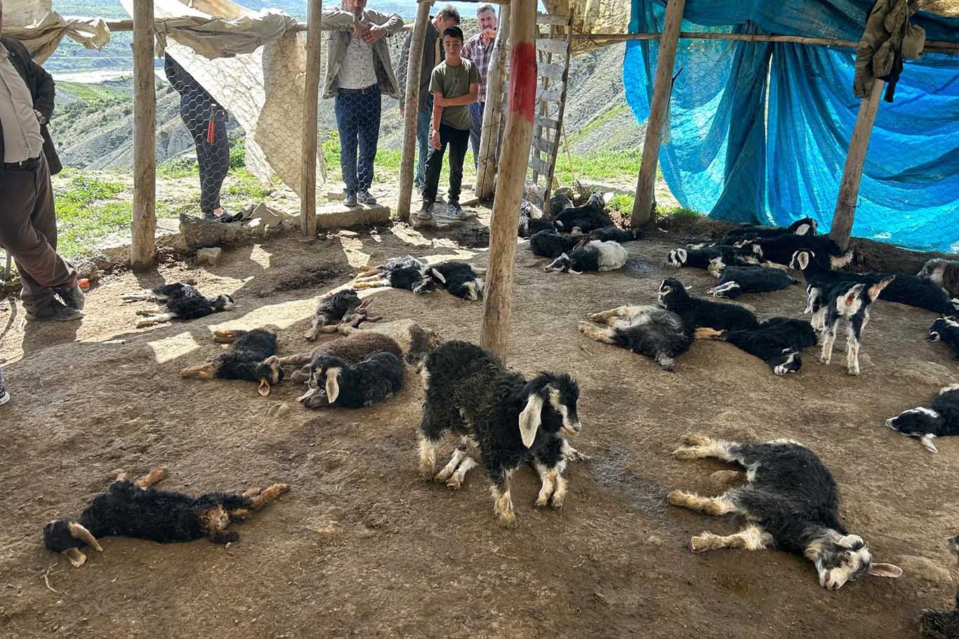 Diyarbakır Kulp’ta Başıboş Köpekler 45 Küçükbaş Hayvanı Telef Etti 1