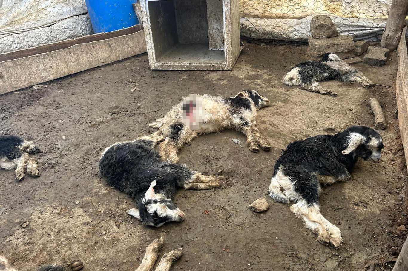 Diyarbakır Kulp’ta Başıboş Köpekler 45 Küçükbaş Hayvanı Telef Etti 3