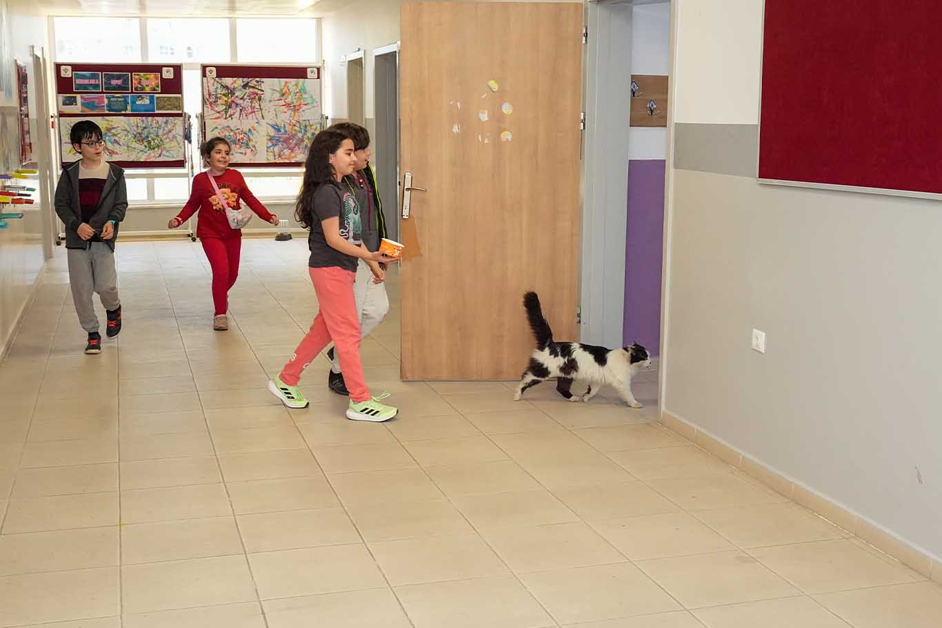 Diyarbakır'da Çocukların Kedisi Laboratuvarın Einsteinı Oldu 1