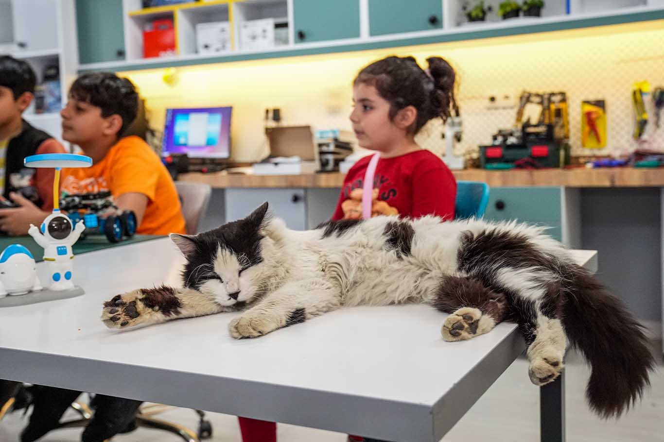 Diyarbakır'da Çocukların Kedisi Laboratuvarın Einsteinı Oldu 5