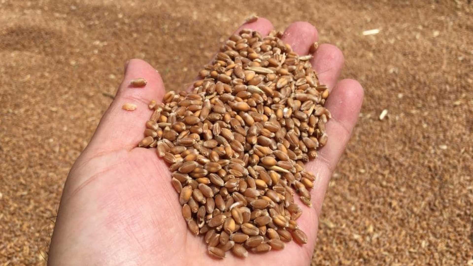 Buğday Alım Fiyatları Açıklandı Hangi Buğday Ne Kadar Alınıyor 1
