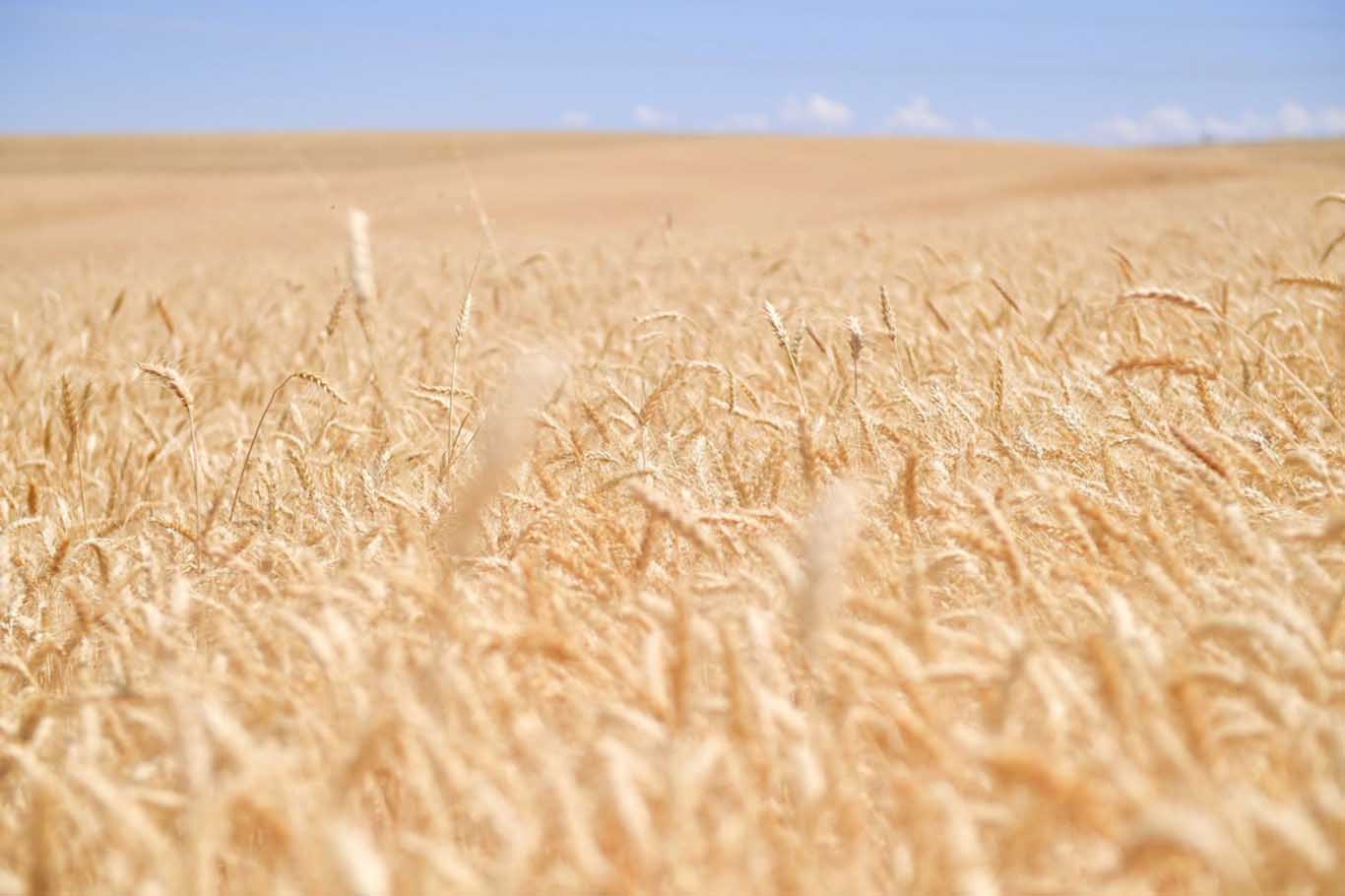 Buğday Alım Fiyatları Açıklandı Hangi Buğday Ne Kadar Alınıyor 3