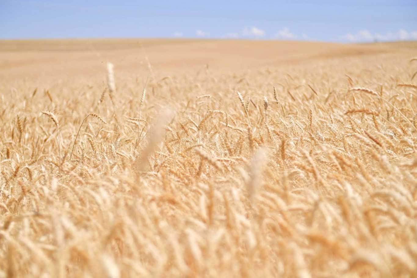 Buğday Fiyatı Ne Kadar Olacak 5