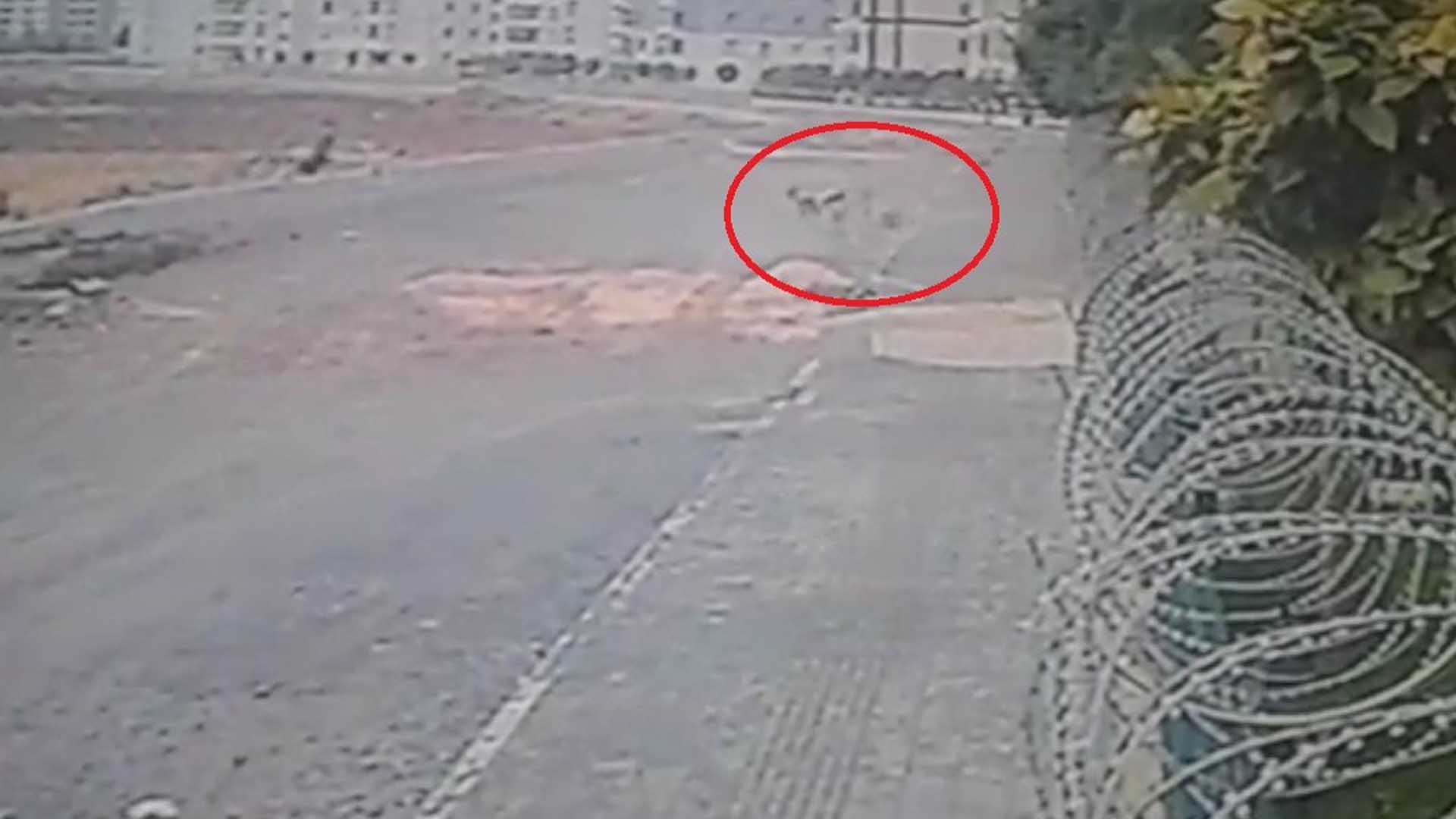 Diyarbakır’da 8 Sokak Köpeğinin Saldırısına Uğrayan Yasin Travmayı Atlatamıyor 16