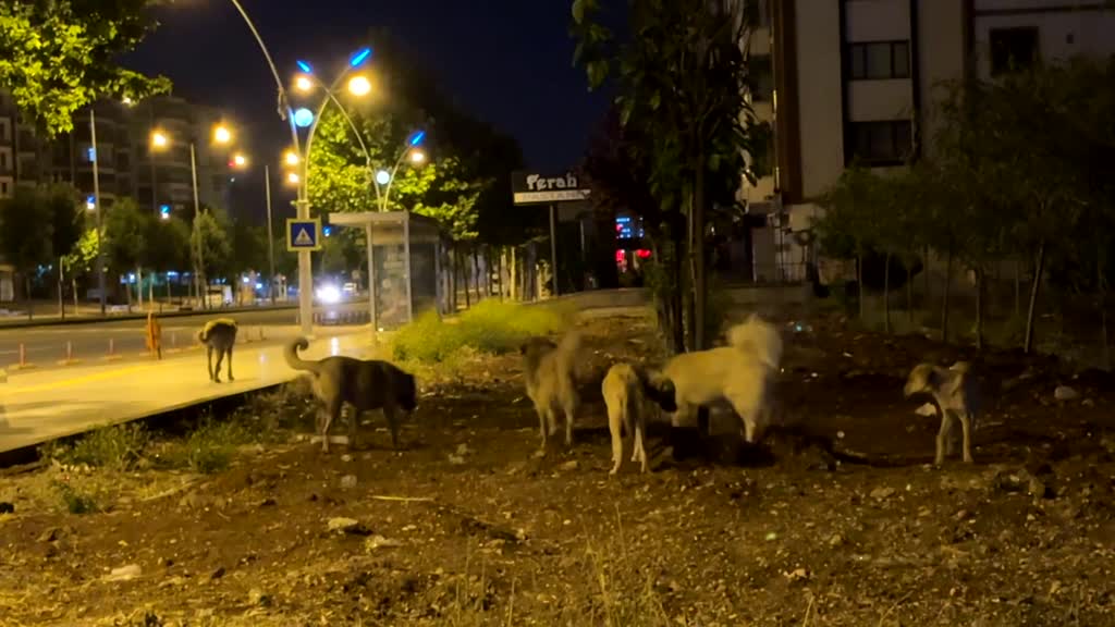 Diyarbakır'da Köpeklerin Saldırısına Uğradı!Başına 16 Dikiş Atıldı