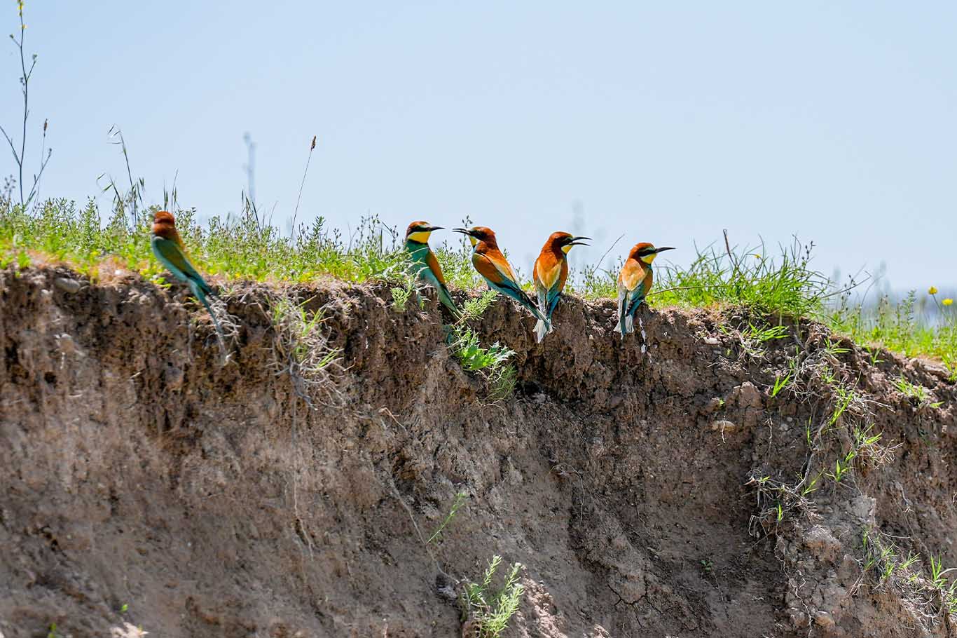 Kışı Afrika'da Geçiren Arı Kuşları Diyarbakır'a Geldi 4