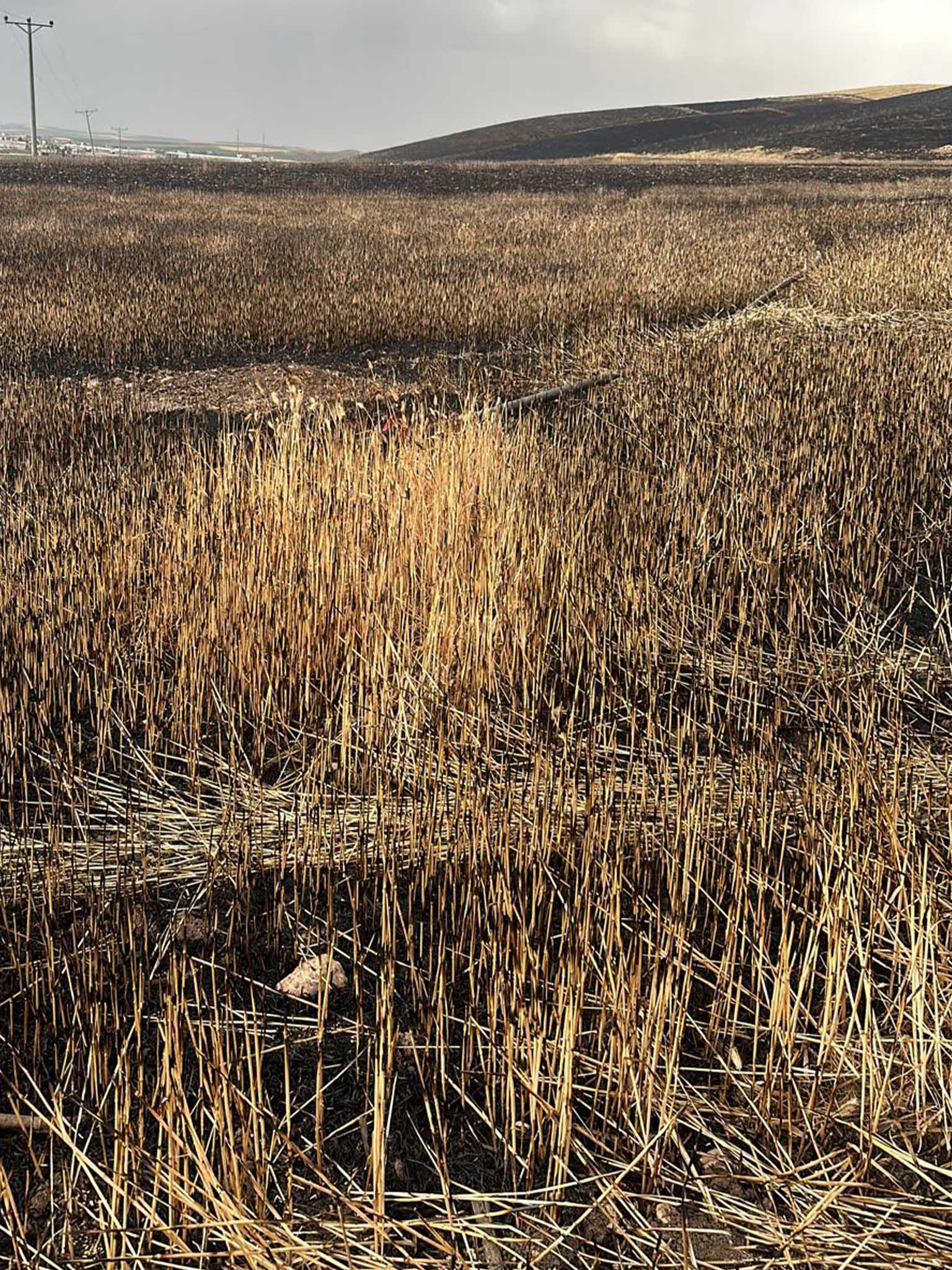 Bismil’de Buğday Tarlaları Yanıyor 7