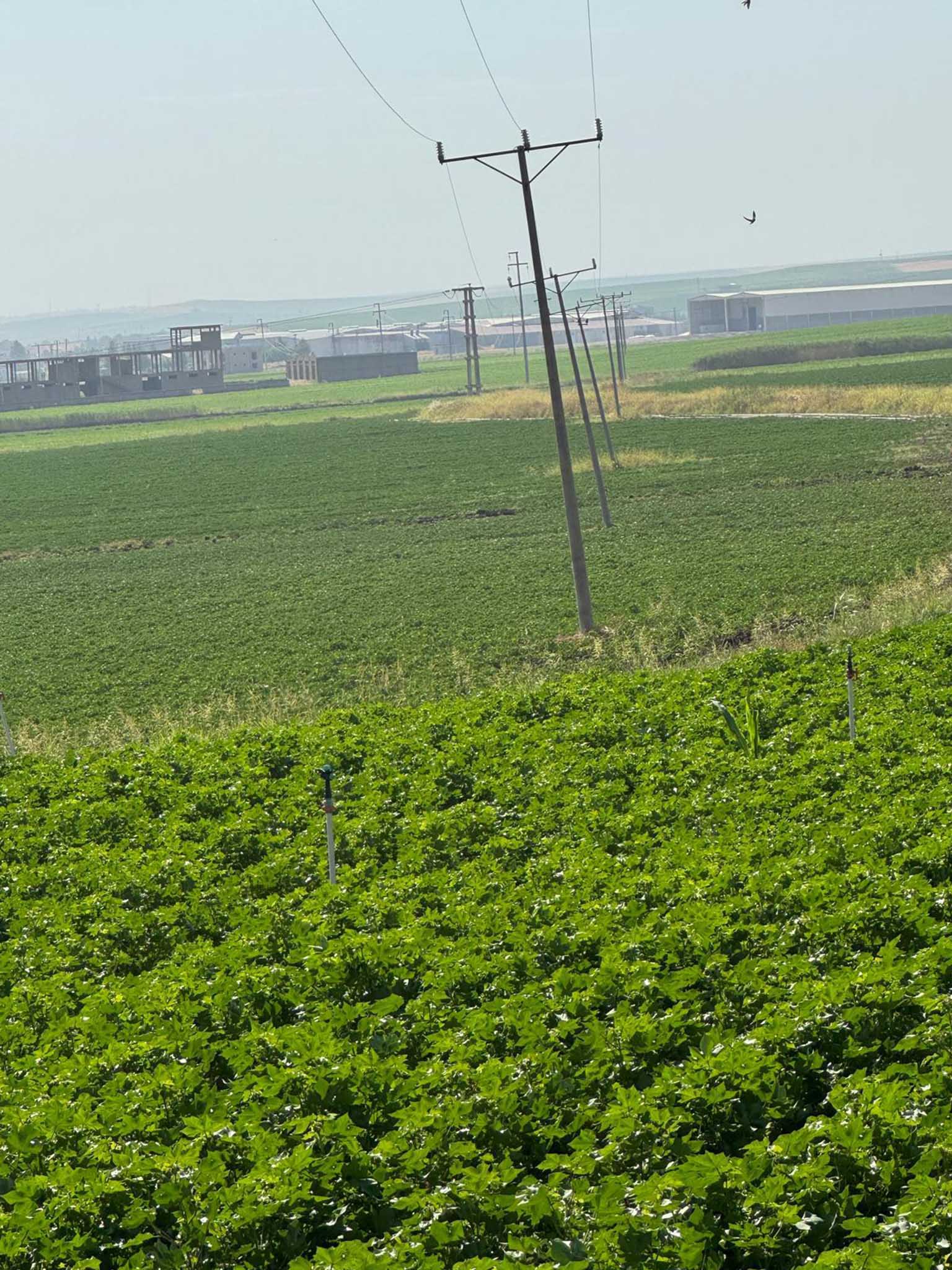 Bismil’de Eskiyen Elektrik Şebekeleri Ve Direkleri Tehlike Saçıyor 5