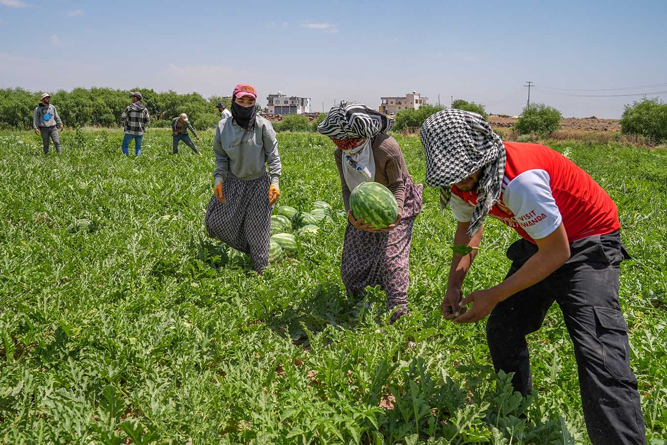 Diyarbakır'da 40 Derece Sıcaklıkta Karpuz Hasadı 3