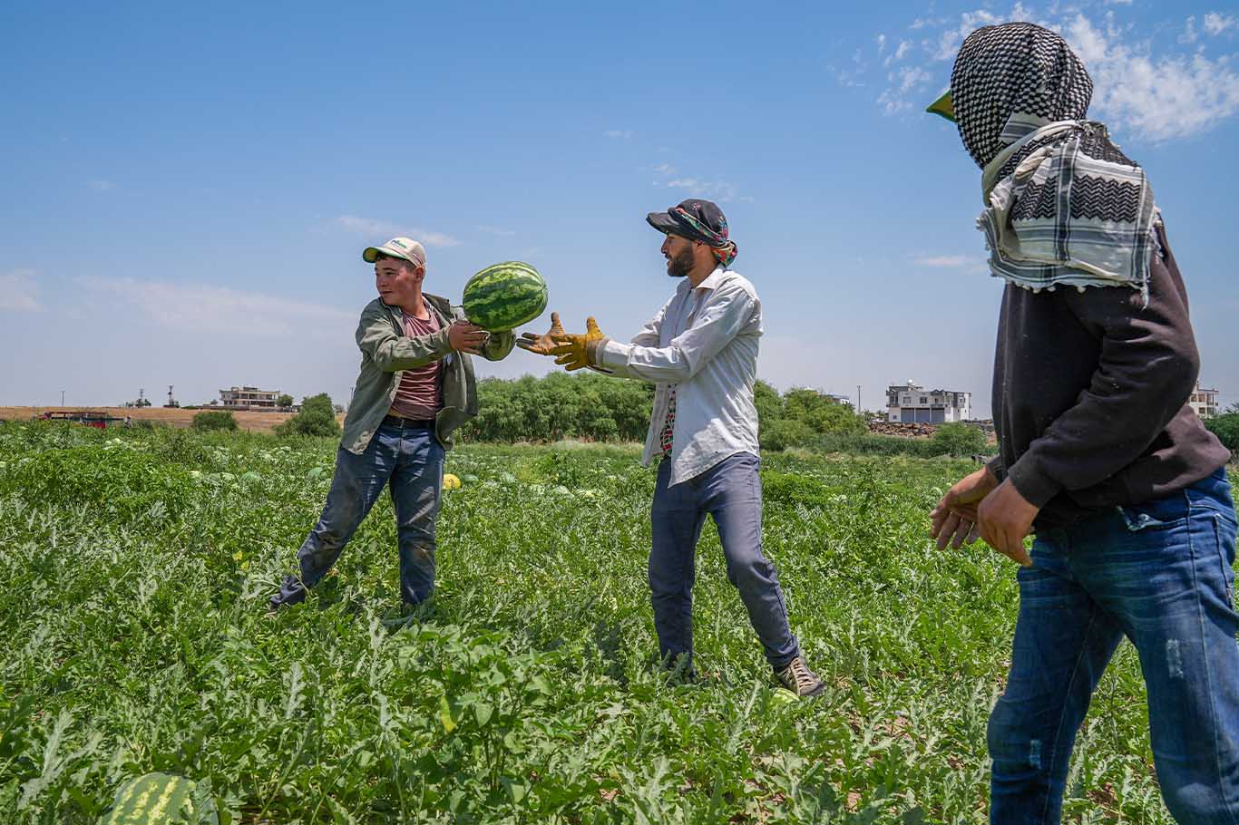 Diyarbakır'da 40 Derece Sıcaklıkta Karpuz Hasadı 4