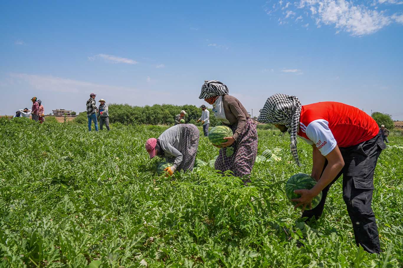 Diyarbakır'da 40 Derece Sıcaklıkta Karpuz Hasadı 7