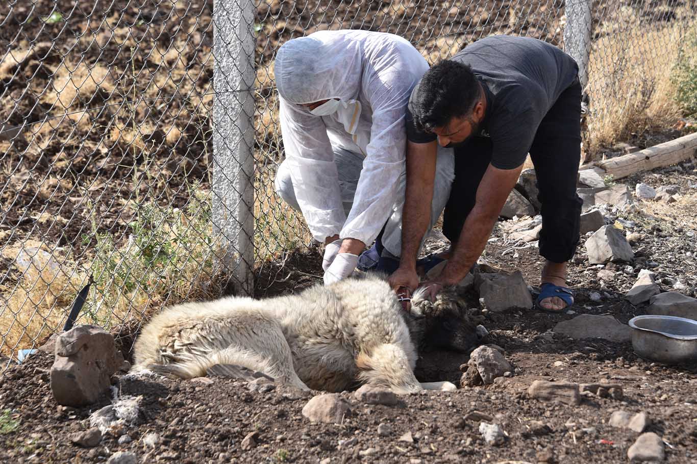 Şanlıurfa'da 1 Mahalle Kuduz Nedeniyle Karantinaya Alındı 1