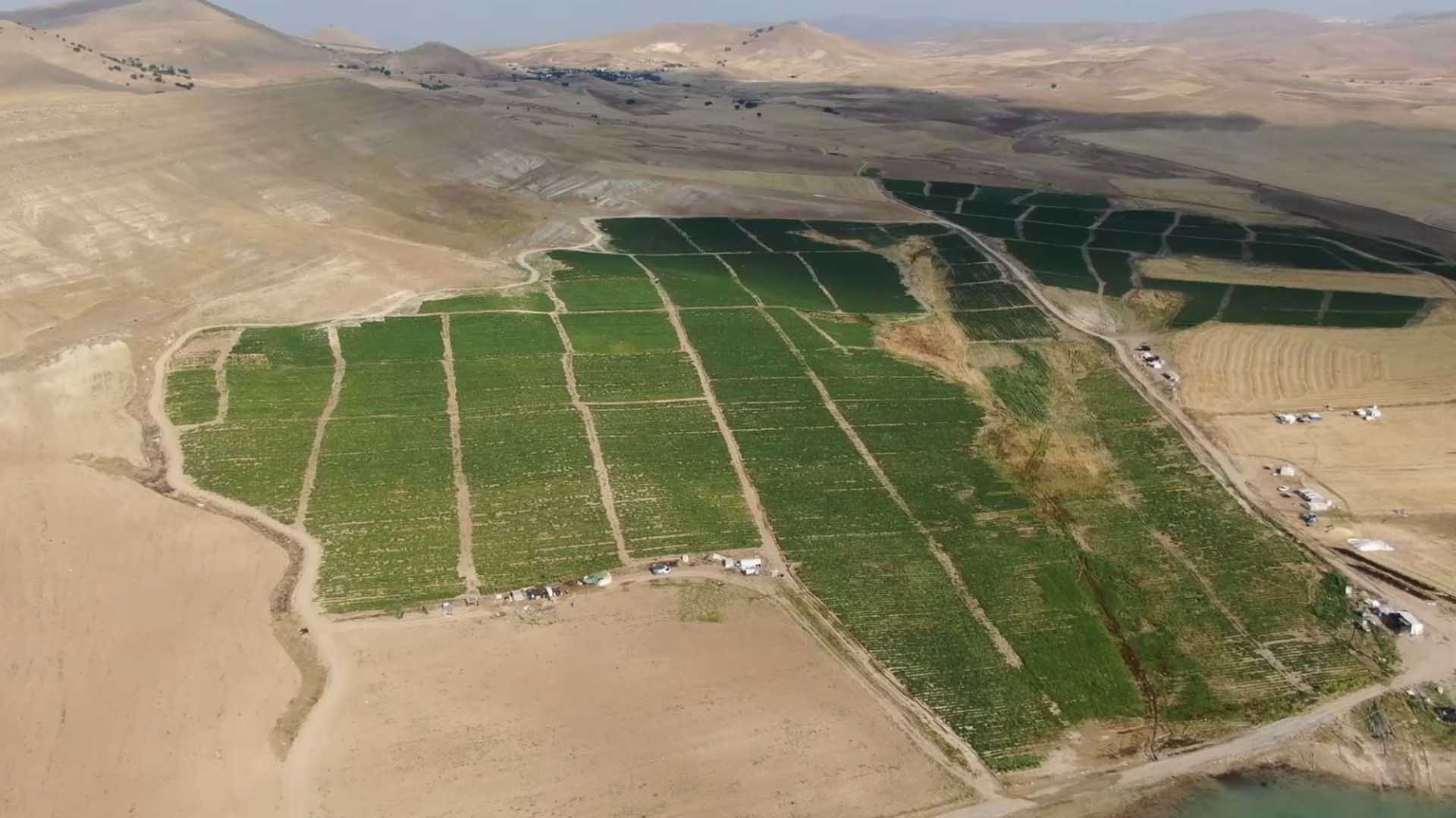 3 Bin Dönüme Domates Ekti, Kilosunu 8 Liraya Satıyor 1