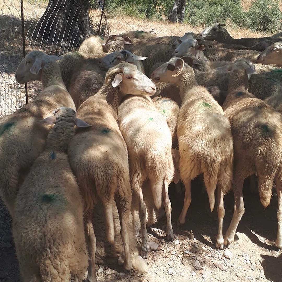 Besicinin 30 Koyunu Zehirlenerek Öldürüldü 2