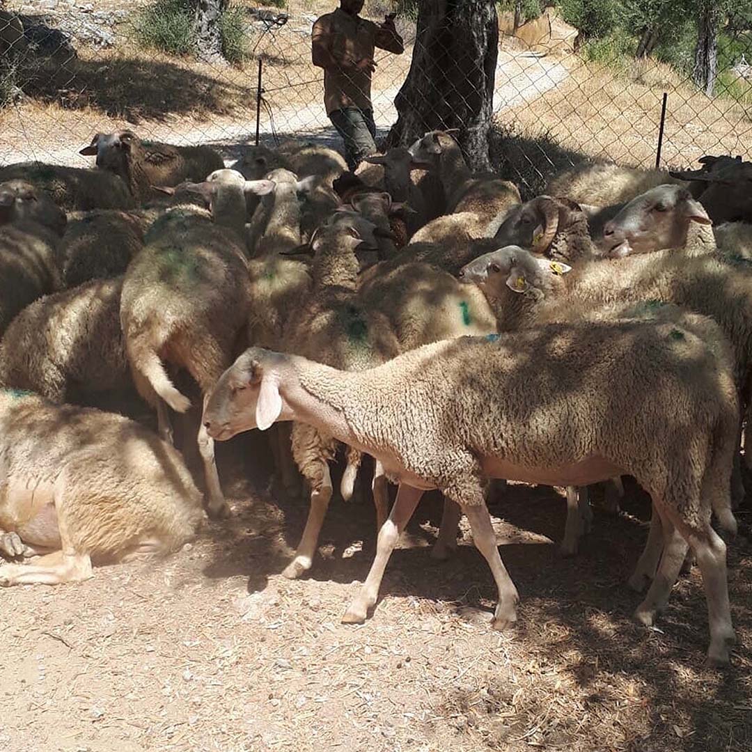 Besicinin 30 Koyunu Zehirlenerek Öldürüldü 3