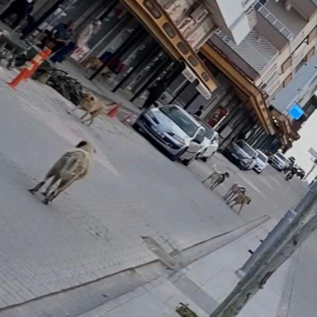 Diyarbakır’da Başıboş Köpek Dehşeti 2