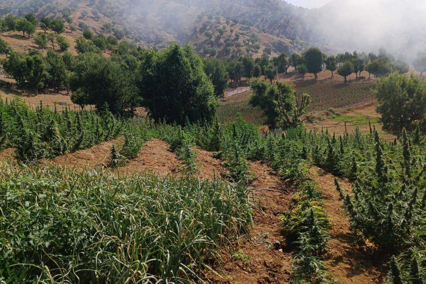 Diyarbakır'da Bir Buçuk Milyon Adet Kenevir Ve Skunk Bitkisi Ele Geçirildi 1