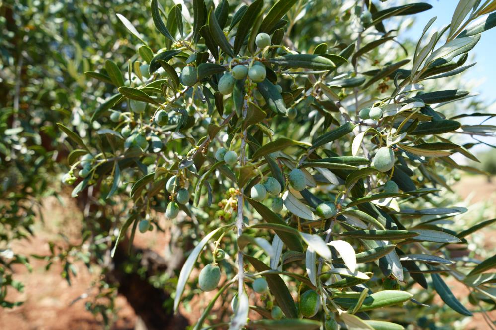 Kilis'te Zeytin Ve Zeytinyağında Yüksek Rekolte Beklentisi Üreticiyi Sevindirdi 1